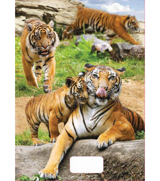 Sešit A5 linka 524 20 listů 3D Tygři tygri