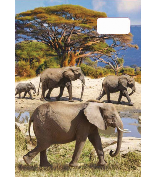 Sešit A5 linka 544 40 listů 3D Sloni sloni