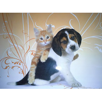 Krabice do lavice Kočka 