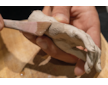 Samotvrdnoucí hmota PRIMO PAPÍR (celulóza+pojidlo), 420g šedá natur