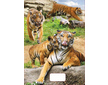 Sešit A5 linka 524 20 listů 3D Tygři