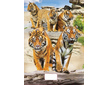 Sešit A5 linka 524 20 listů 3D Tygři